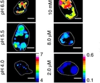 Single cells imaged across pH 6.5 to 4.0 and calcium 2 to 10 micromolar